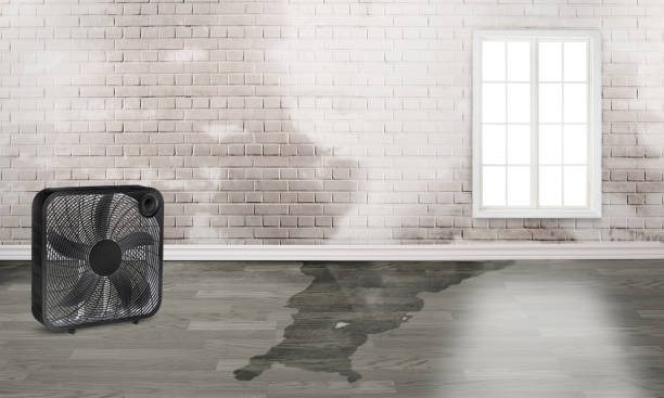 Best Mold removal after water damage  in Clifton, AZ